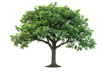 A lush green tree with dense foliage and a strong trunk, isolated on a white background, showcasing nature's beauty and life.