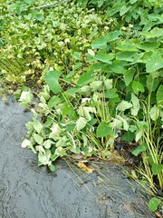 Taro is a root vegetable. It is the most widely cultivated species of several plants in the family Araceae