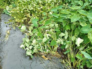 Taro is a root vegetable. It is the most widely cultivated species of several plants in the family Araceae