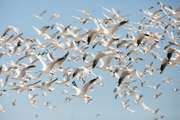 Flock of Silver Gulls