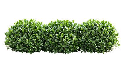 Three round green bushes arranged in a row against a white background, ideal for landscaping, gardening, and outdoor decoration photos.