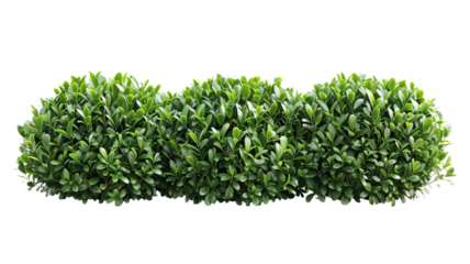 Three round green bushes arranged in a row against a white background, ideal for landscaping, gardening, and outdoor decoration photos.