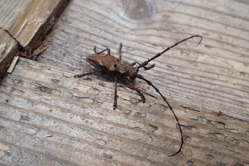 フジコブヤハズカミキリ