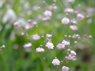 flowers in the garden