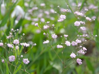flowers in the field