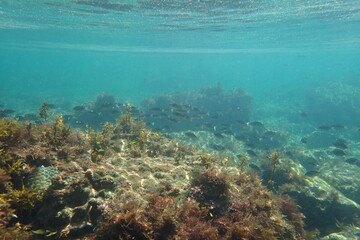 伊豆の水中写真