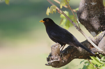 Blackbird