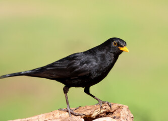 Blackbird