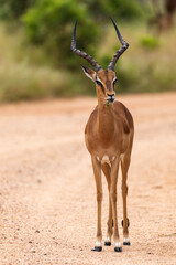 Full length photo of a male impala in the Kruger National Park, South Africa