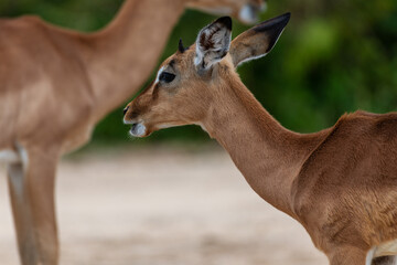 Closeup of a male impala calf in the Kruger National Park, South Africa