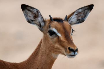 Closeup of a male impala calf in the Kruger National Park, South Africa