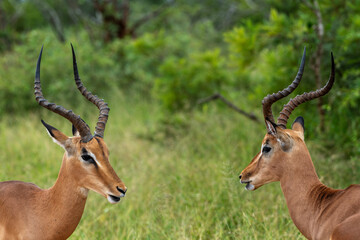 Two adult male impala facing each other in the Kruger National Park, South Africa