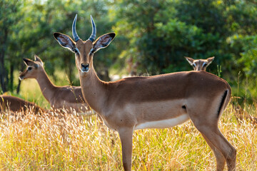 Young male impala with females in the background, iKruger National Park, South Africa