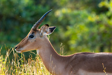 Young male impala in the Kruger National Park, South Africa