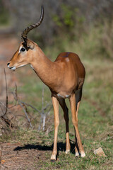 Male impala in the Roodeplaat Nature Reserve, South Africa