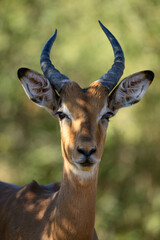Portrait of a young male impala in the Pilanesberg National Park, South Africa