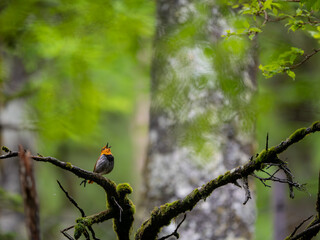 森の中で枯れ木に留まってさえずっているコマドリの雄
