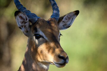Portrait of a young male impala in the Pilanesberg National Park, South Africa