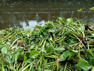 Pontederia crassipes, commonly known as common water hyacinth, is an aquatic plant native to South America