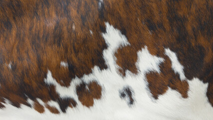 background cow skin texture leather with fur white brown