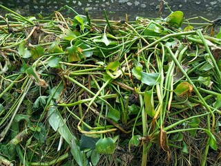 Pontederia crassipes, commonly known as common water hyacinth, is an aquatic plant native to South America