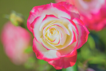 薔薇の花　ジュビレデュプリンスドゥモナコ のクローズアップ写真
