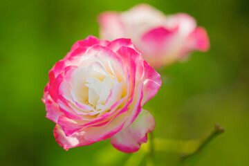 Obraz premium 薔薇の花 ジュビレデュプリンスドゥモナコ のクローズアップ写真