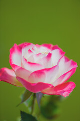 薔薇の花　ジュビレデュプリンスドゥモナコ のクローズアップ写真