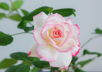 バラの新苗に咲いた最初の花　（ジュビレデュプリンスドゥモナコ）