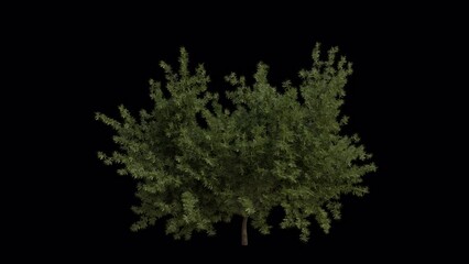 English yew Tree blowing in the wind. Wind blows the European yew Tree. Animated Taxus baccata Tree swaying in the wind with Transparent Background. Alpha Channel. Loop Animation