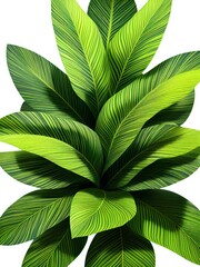 Tropical Leaves Illustration Image