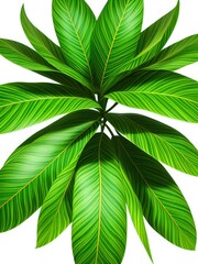 Tropical Leaves Illustration Image
