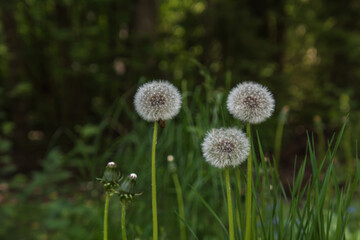 Obraz premium three dandelions have flowered and two will flower soon
