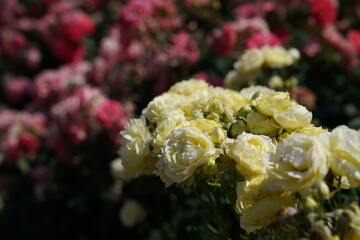 Light Yellow Flower of Roses 'Koikirara' in Full Bloom
