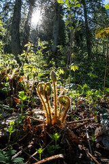Big Fatra mountains scenery, Slovakia