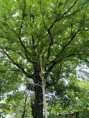 Tamarind is a leguminous tree bearing edible fruit that is indigenous to tropical Africa and naturalized in Asia. 