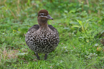 Adult female Australian Wood Duck -Chenonetta jubata- on ground short grass looking to camera soft...