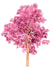 Fototapeta premium Pink Tree Isolated On White Background