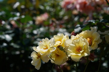 Light Yellow Flower of Roses 'Kinrenpo' in Full Bloom
