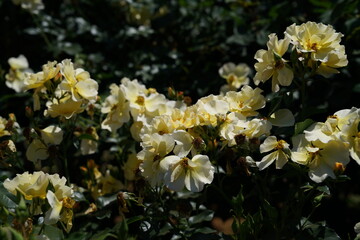 Light Yellow Flower of Roses 'Kinrenpo' in Full Bloom
