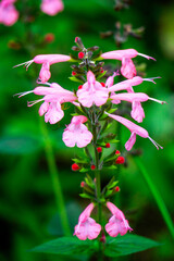 Obraz premium Salvia coccinea (Salvia coccinea, the blood sage, scarlet sage, Texas sage, or tropical sage). Its leaves, when brewed into tea, can soothe coughs and colds