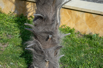 The hairy trunk of a palm tree.