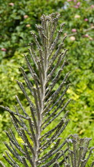 Kalanchoe delagoensis known as Bryophyllum delagoense or mother of millions or chandelier plant