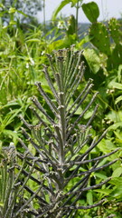 Kalanchoe delagoensis known as Bryophyllum delagoense or mother of millions or chandelier plant