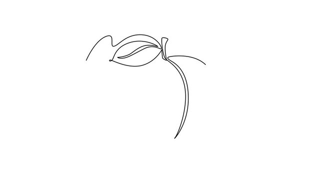 Animated self drawing of continuous line draw of whole healthy organic sweet freshness peach for orchard logo identity. Fresh fruitage concept for fruit garden icon. Full length single line animation