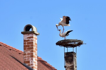 mating of white stork in village Rust,Austria