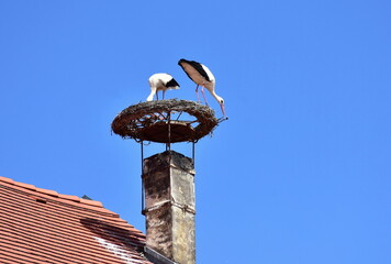 white stork building its nest on chimney,village Rust in Austria © gallas