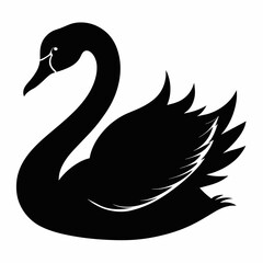 black swan vector illustration
