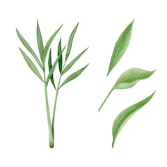 Fototapeta premium Ginger and turmeric green leaves watercolor illustration set isolated on white background in simple style. Organic herbal foliage or grass for natural cosmetics and food designs