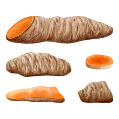 Turmeric roots and slices watercolor illustration set isolated on white background. Curcuma herb, hand drawn natural ingredient for cooking, organic tea and curry spice